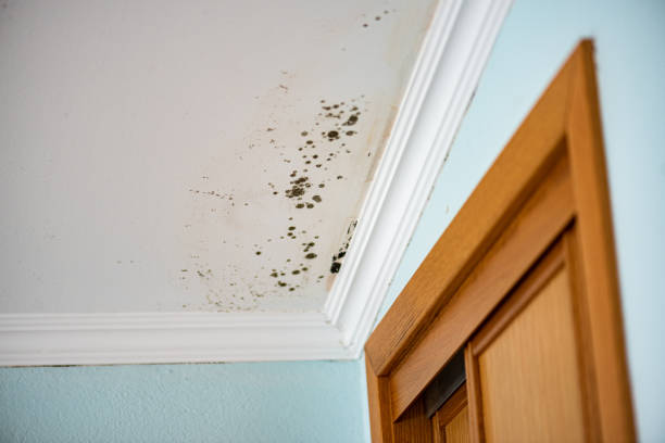 Best Preventive Mold Services in Coldwater, MS