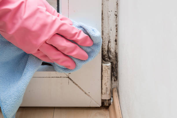 Best Insurance-Related Mold Remediation in Coldwater, MS